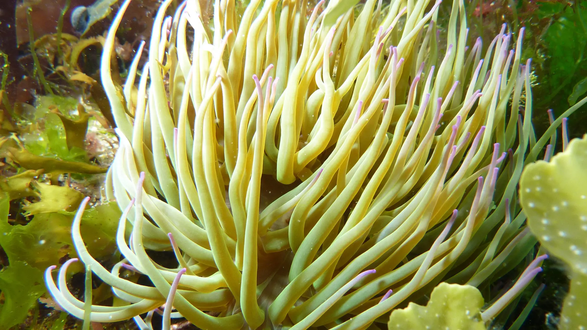 Plongée - Saint-Malo