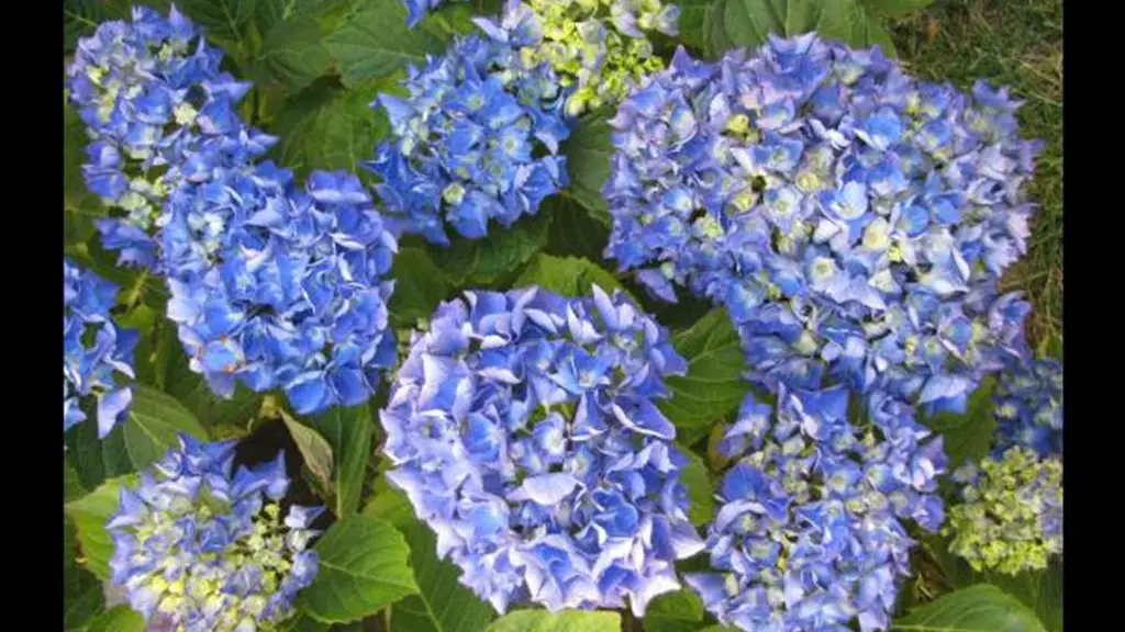 Clévacances - Meublé 56MS1212 - Charmant studio avec jardin privatif Golfe du Morbihan - Baden - Morbihan Bretagne Sud