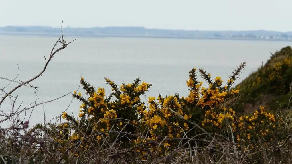 Clévacances - Meublé 056MS000067 - Maison tout confort avec jardin clos et arboré à moins de 100m de la plage de la Mine d'Or. Bretagne sud. - Pénestin - Morbihan Bretagne Sud