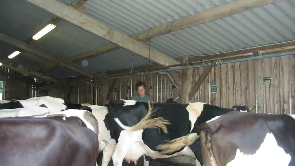 Visite balade en calèche Suscinio et ferme fromagère - L'Isle de Ruis - St Gildas de Rhuys - Morbihan Bretagne Sud