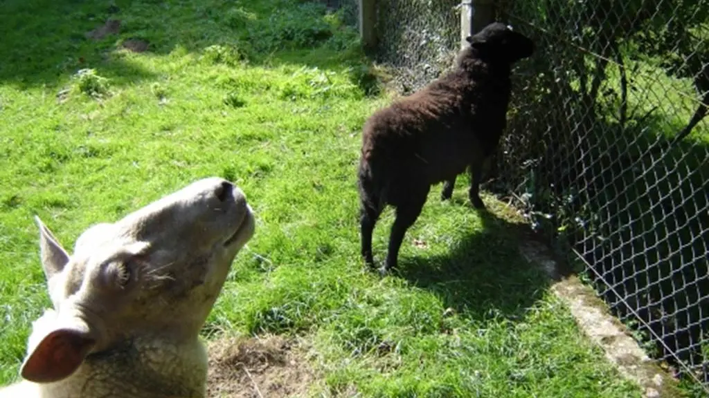 Clévacances - Meublé 056MS000319 - Golfe du Morbihan : Gite du champ des oiseaux aux portes de Vannes - Saint-Avé - Morbihan Bretagne Sud