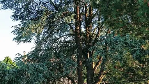 Clévacances - Meublé 056MS000255 - Location de vacances Gîte 2 pers rénové et au calme MORBIHAN PONT-SCORFF - Cléguer - Morbihan Bretagne Sud