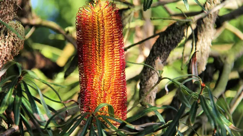 Jardin Exotique de Roscoff