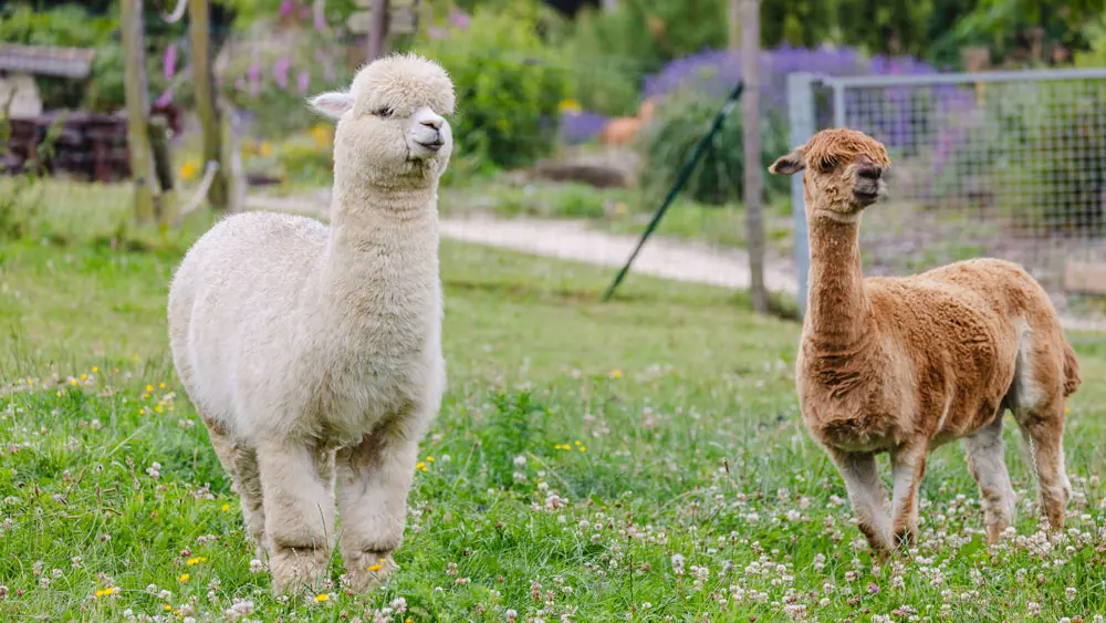 La Balade du Père Nicolas