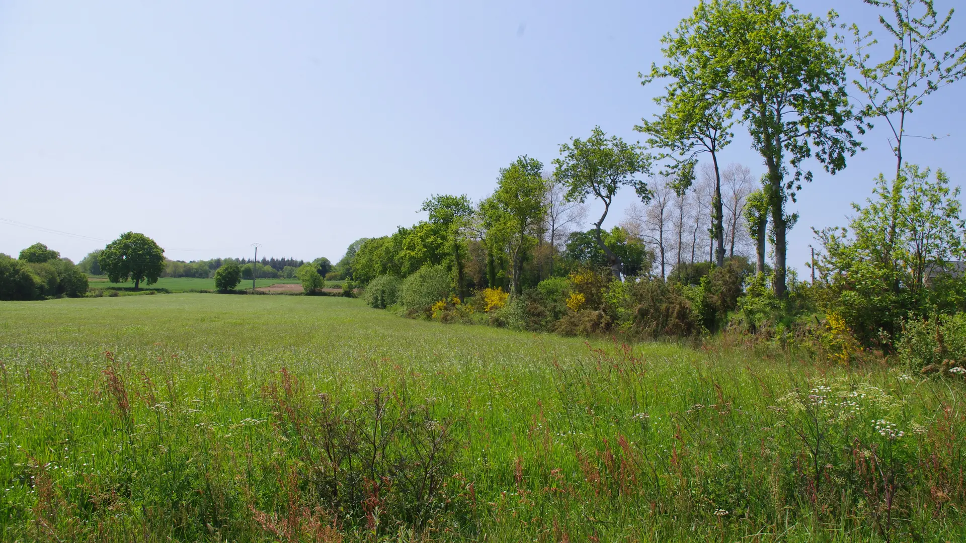 bocage de la campagne de Hengoat