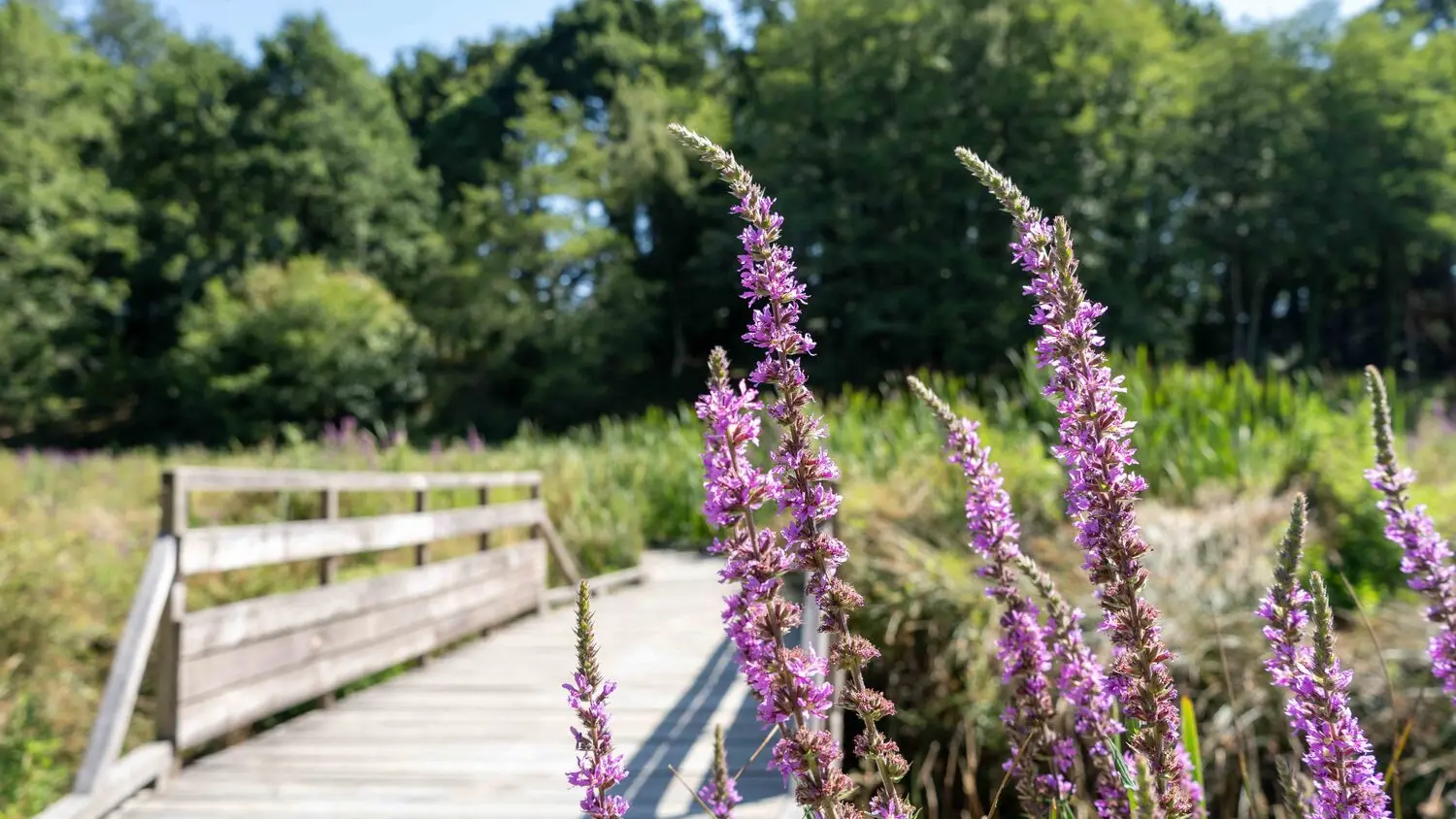 bois-amour-locmine (13)