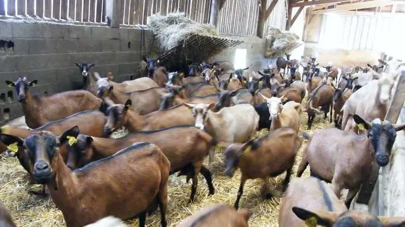 fromagerie - chèvres - Campénéac - Brocéliande