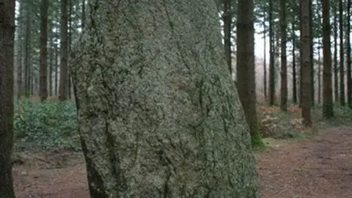 Menhir Vras Camors Morbihan Bretagne-sud