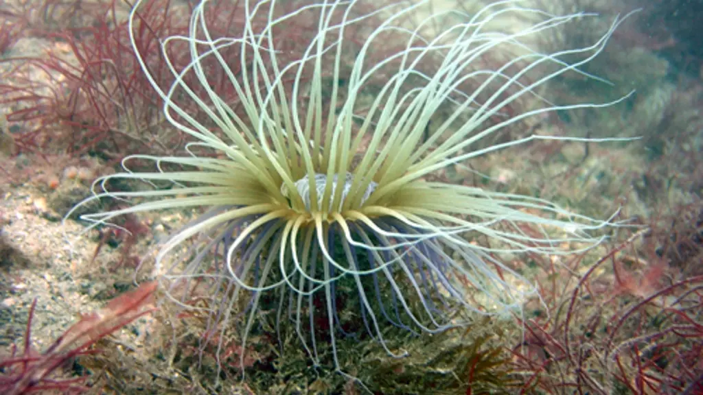 Plongée - Saint-Malo