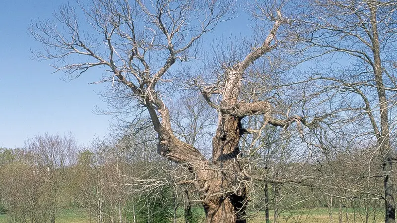 Chataignier du Pas aux Biches - Campénéac - arbre remarquable - Bretagne