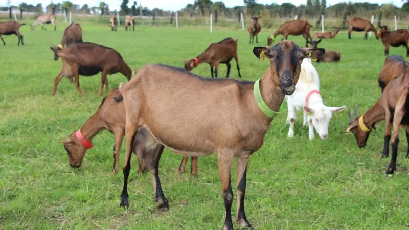 Les chèvres de la ferme de choupette
