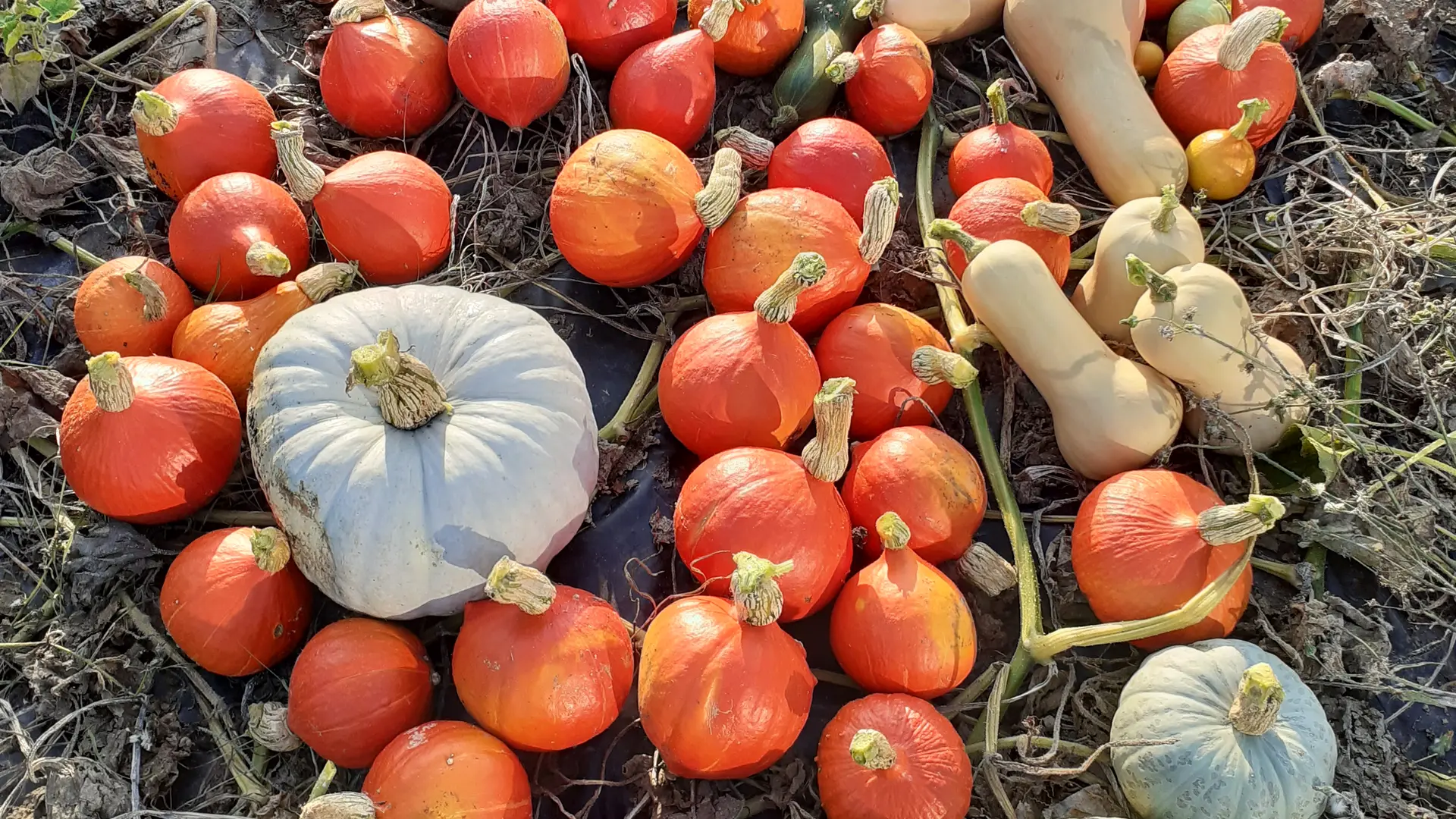 courges