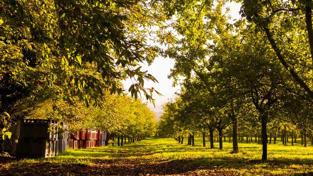 Cidrerie de Cozmezou