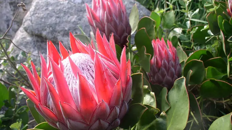 Jardin Exotique de Roscoff