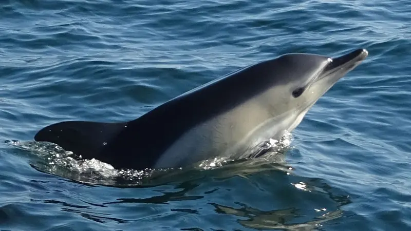 Dauphin commun