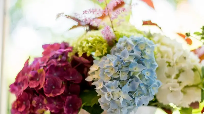Gîte-Les-Hortensias-du-haut-bois-Taupont-Brocéliande-Morbihan-Bretagne