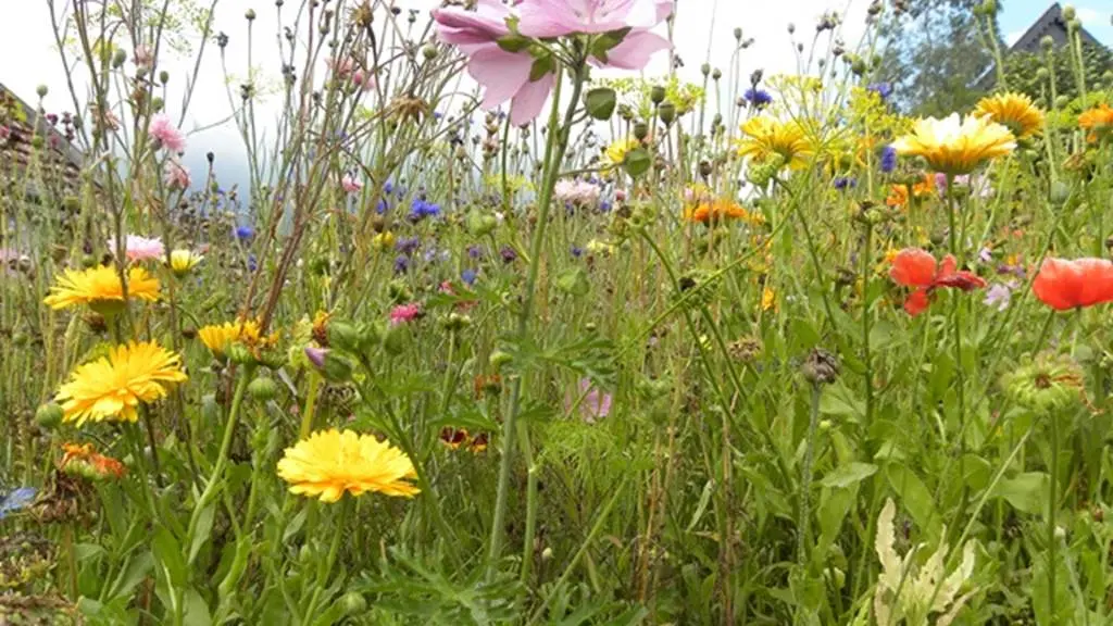 Meucon-morbihan-bretagne-sud