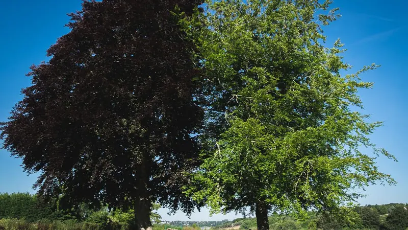 Manoir de La Goëletterie