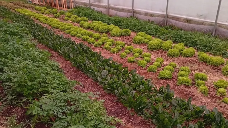 la ferme des vivants - producteur - maraichage - serre - Taupont