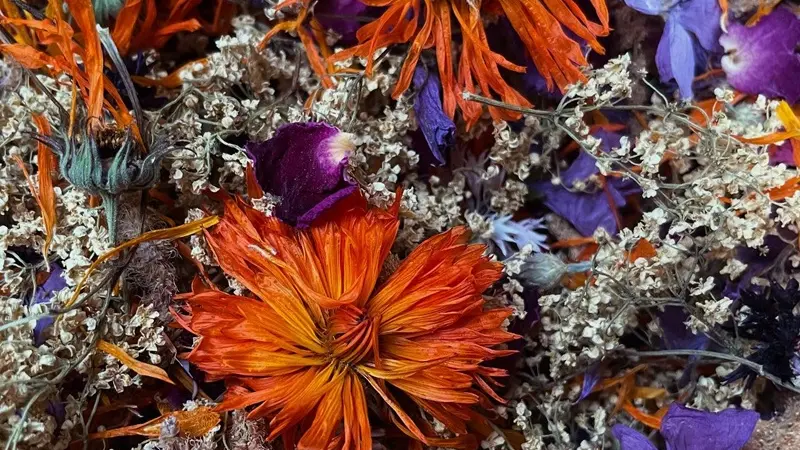 production fleurs aromatiques - médicinales - sirops - tisanes - Campénéac