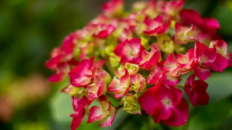 Gîte-Les-Hortensias-du-haut-bois-Taupont-Brocéliande-Morbihan-Bretagne