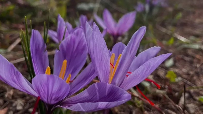 production fleurs aromatiques - médicinales - safran - Campénéac