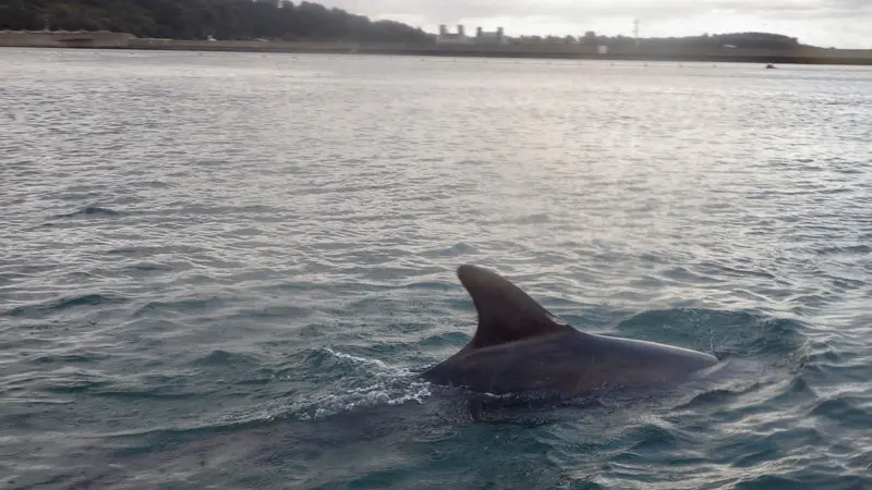 Albatros Lines Navigation