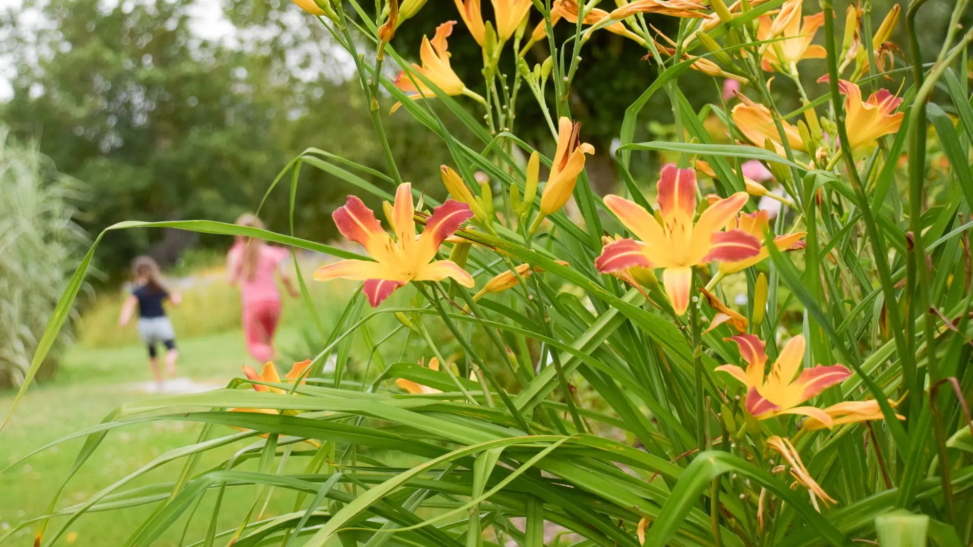 Crocosmias et enfants qui gambadent