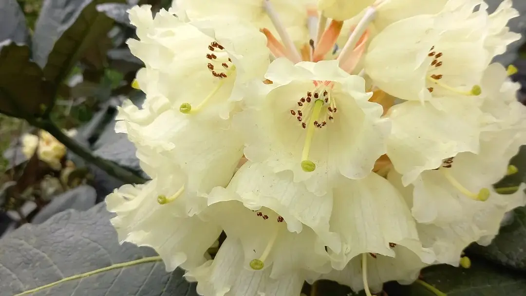 jardin-evellys-ewen-rhododendron