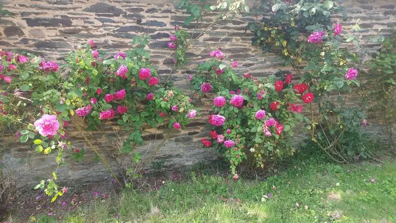 Gîte - Villa - Armel - Ploërmel - Brocéliande - Morbihan - Bretagne