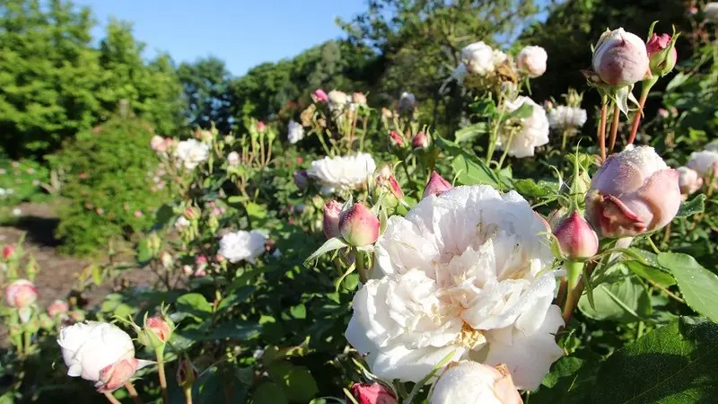 Jardins - La Peignie - animation - Ménéac - Porhoët - Morbihan - Bretagne