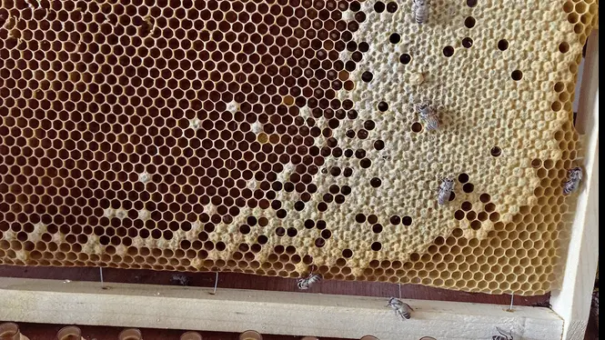 Mickael Junot_Pontivy