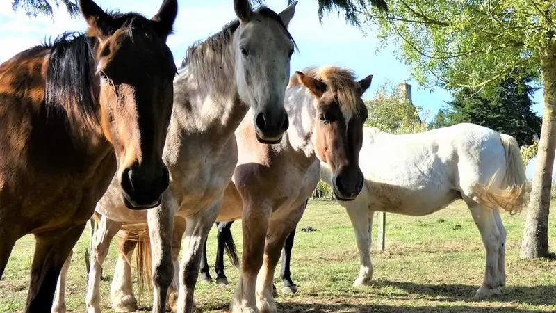 les chevaux du vent la claie des landes - Copie