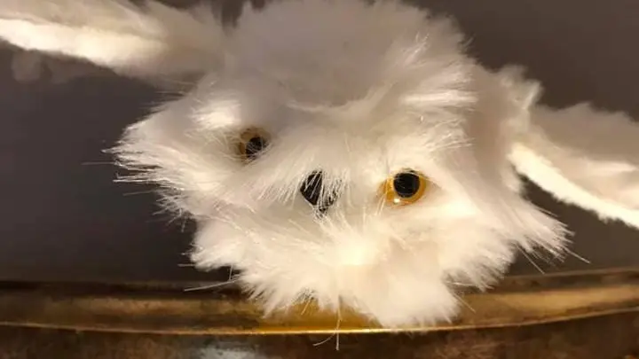 location-gite-bretagne-o-petit-manoir-ecole-3-hiboux-chouette