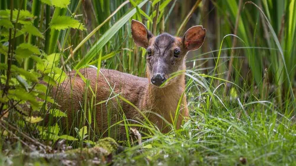 Parc de Branféré - Parc animalier, botanique et Parcabout®