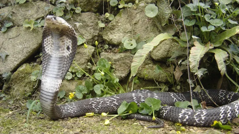 Terrarium de Kerdanet