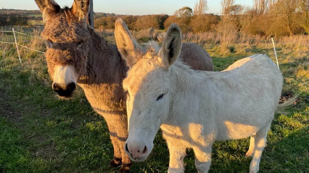 Funky et Flocon, hôtes à l'année