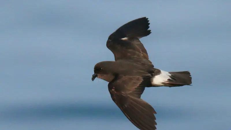 Oceanite tempete au large de Penmarch