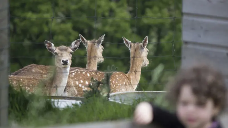 Les loups de Coat Fur