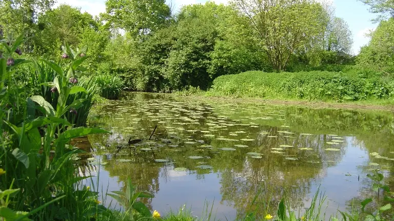 Le site naturel de Pasdavy à Servon-sur-Vilaine