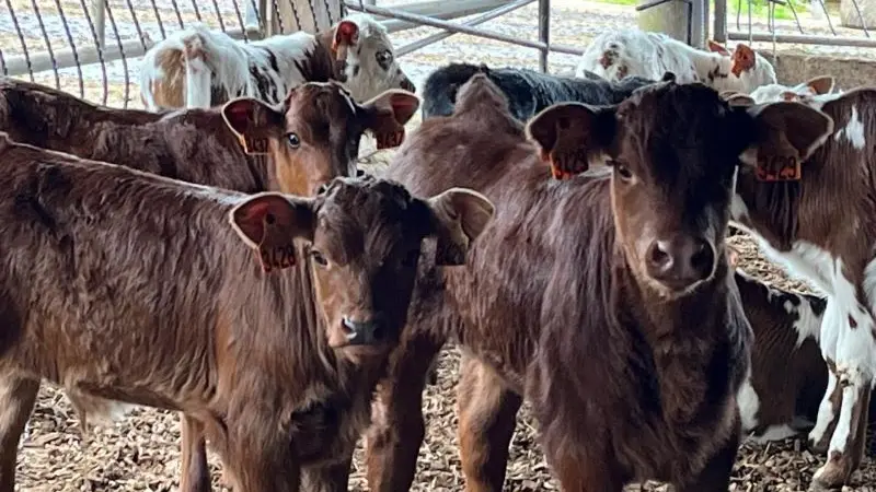 Gîte - Ty An Poul - Guégon - Josselin - Brocéliande - Morbihan