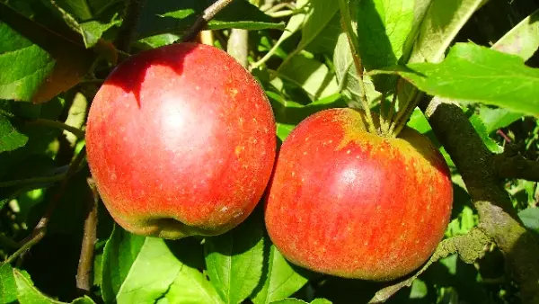Pomme du Coteau