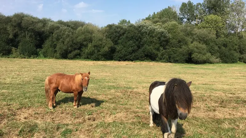 poneys