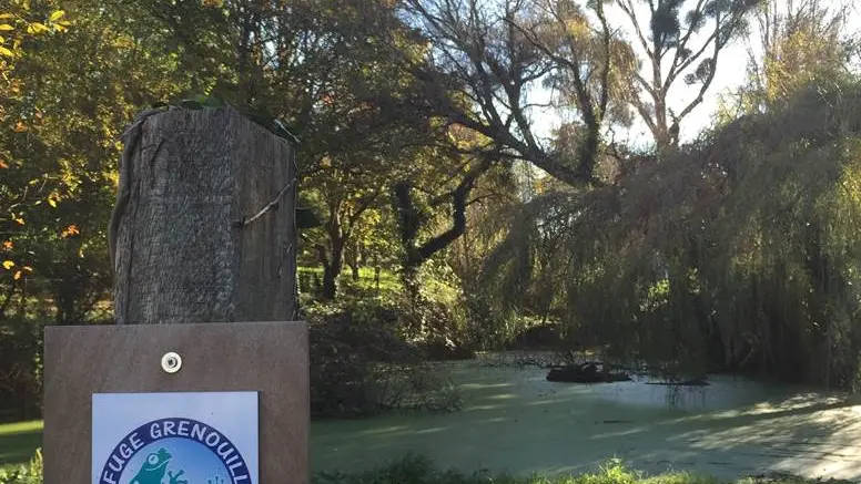 C'est quoi, une mare refuge grenouille ?