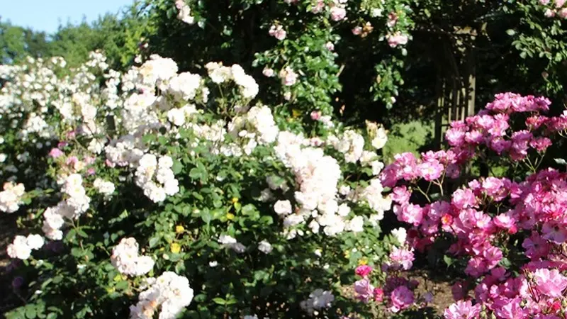 Jardins - La Peignie - Ménéac - Porhoët - Bretagne