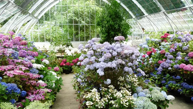 Pépinière du Haut Bois - serre hortensias - Taupont - Bretagne
