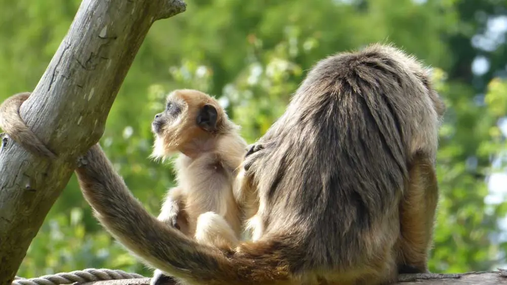 Parc de Branféré - Parc animalier, botanique et Parcabout®