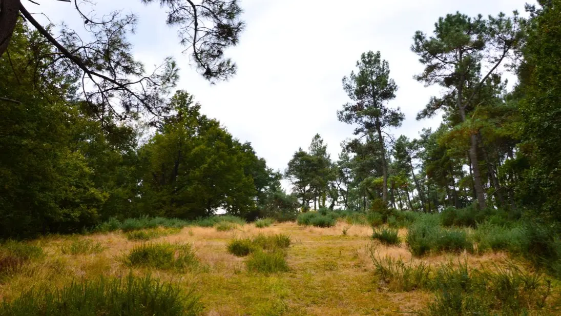 lande-a-serpentine-de-la-rouseille-saint-hilaire-les-places