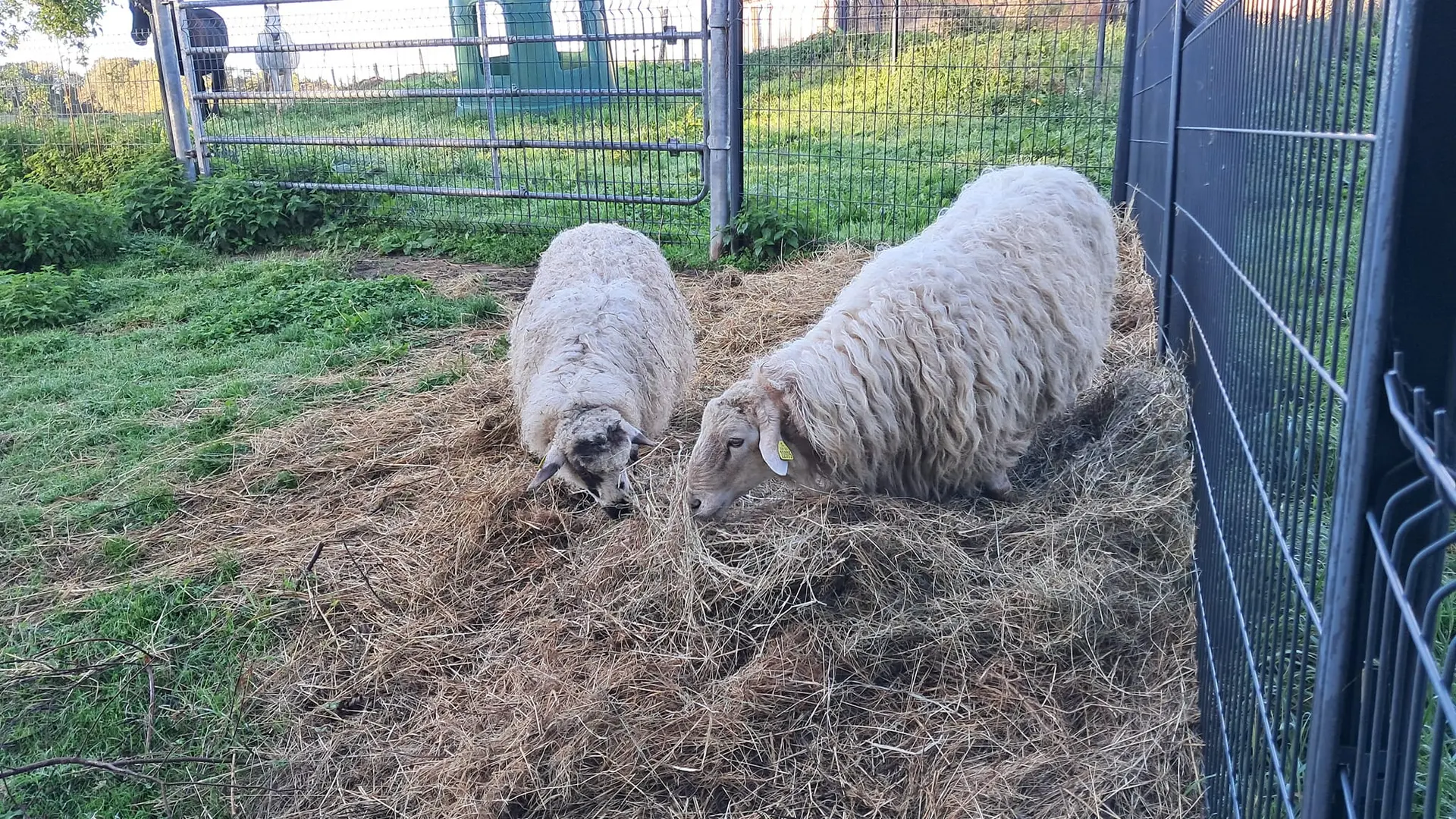 464384416_401377969692954_2405564863403267558_n