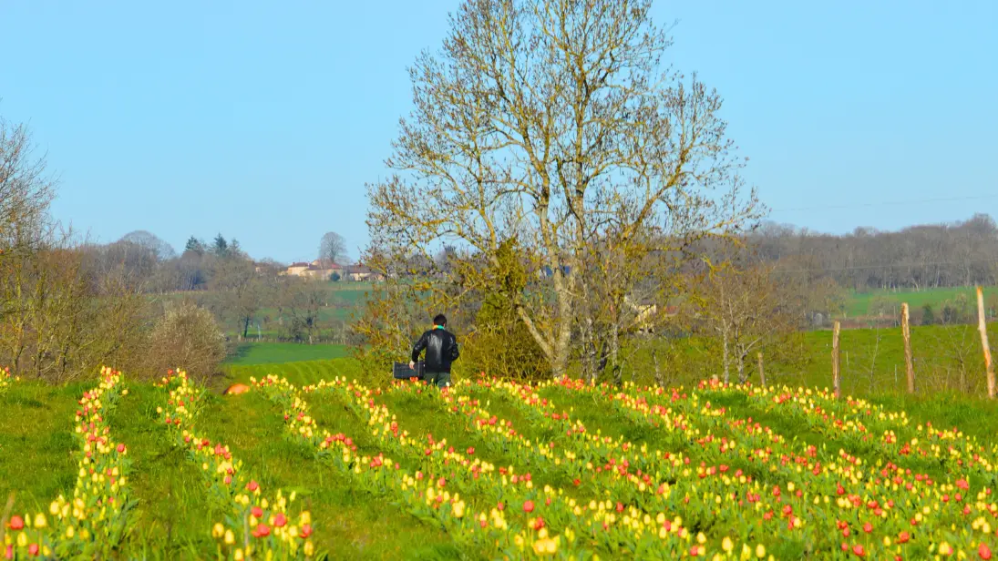 texon-tulipes-flavignac